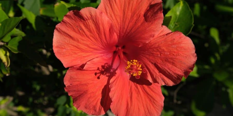 Flowers on Castaway Cay