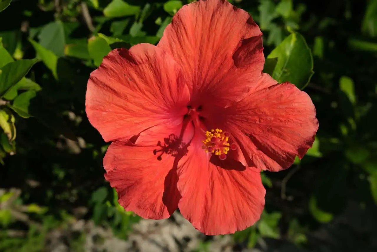 Flowers on Castaway Cay